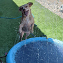 Bud & Co. SplashPlay™ | Piscina com Chafariz Pet
